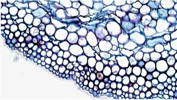 колленхима в листе