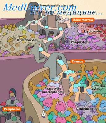 фибробласты костного мозга