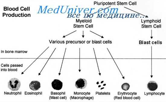 функции а клеток
