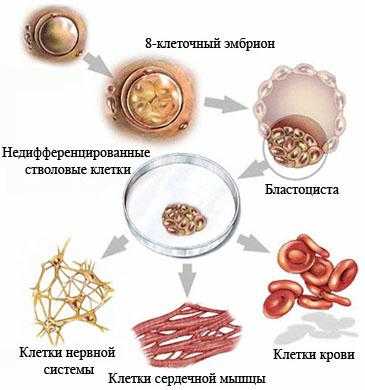 Недифференцированная стволовая клетка
