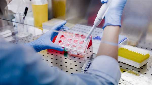 стволовые клетки, жизнь