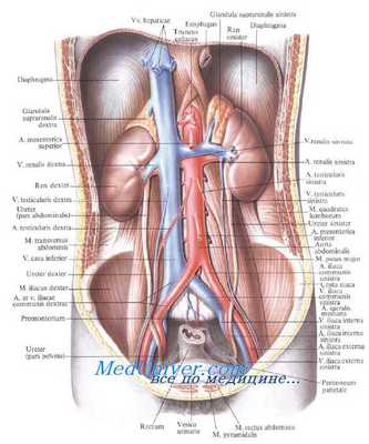 Топографическая анатомия почек