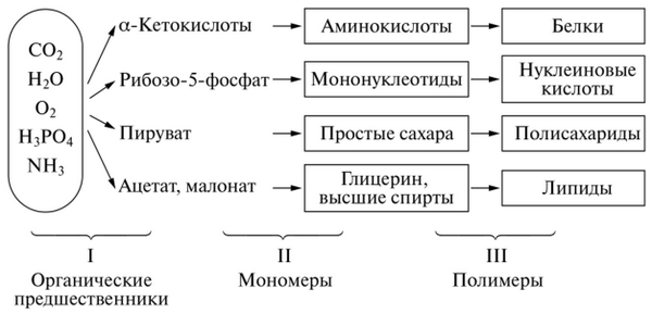 Обобщенная условная схема биосинтеза сложных органических соединений микроорганизмами
