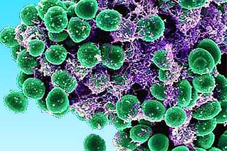 Стафилококковая инфекция