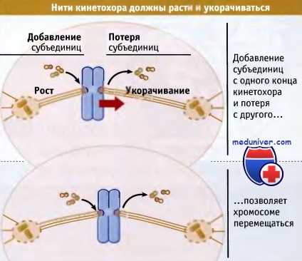 Нити кинетохора