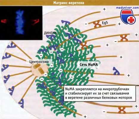 Матрикс веретена