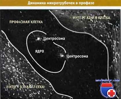 Микротрубочки в профазе