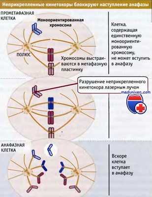 Блокировка перехода метафазы в анафазу кинетохорами