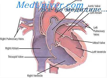 аденозин при алкоголизме