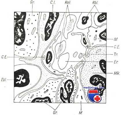 строение костного мозга