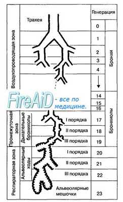 Вентиляция легких. Вентиляция кровью легких. Физиологическое мертвое пространство. Альвеолярная вентиляция.