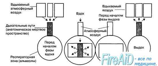 Вентиляция легких. Вентиляция кровью легких. Физиологическое мертвое пространство. Альвеолярная вентиляция.
