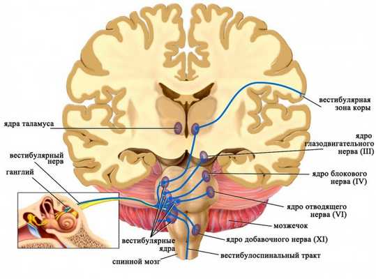 Ядра вестибулярного нерва и их связи