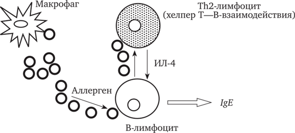Взаимодействие клеток при синтезе IgE