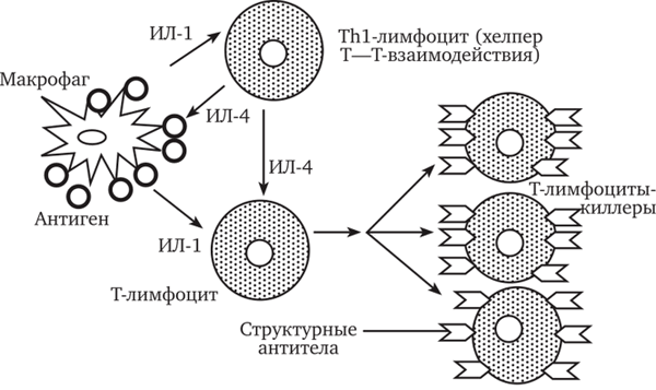Взаимодействие клеток при образовании Т-лимфоцитов-киллеров
