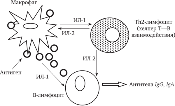 Взаимодействие клеток в процессе синтеза Т-зависимых антител