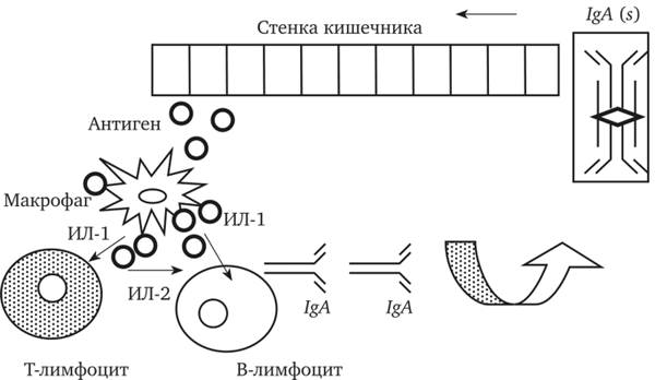 Взаимодействие клеток в процессе образования IgA(s)