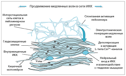 Уменьшение объема и плотности интерстициальных клеток Кахаля (ИКК) - одна из вероятных причин развития запоров, вызванных ЗКТ (В.Д. Пасечников)