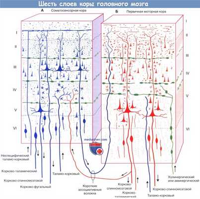 Шесть слоев коры головного мозга