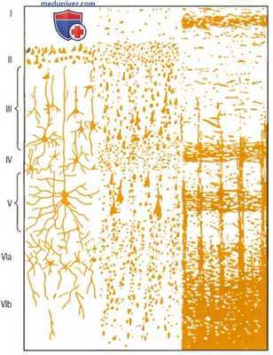 Кора головного мозга. Физиологическая анатомия коры головного мозга