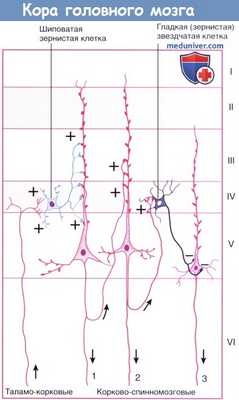 Проводящие пути коры головного мозга