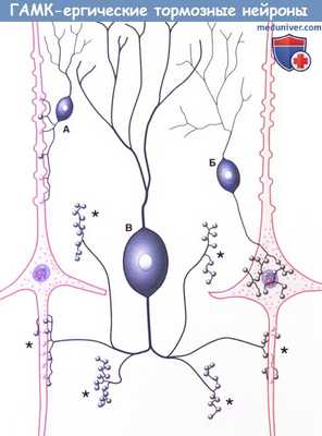 ГАМК-ергические тормозные нейроны коры головного мозга