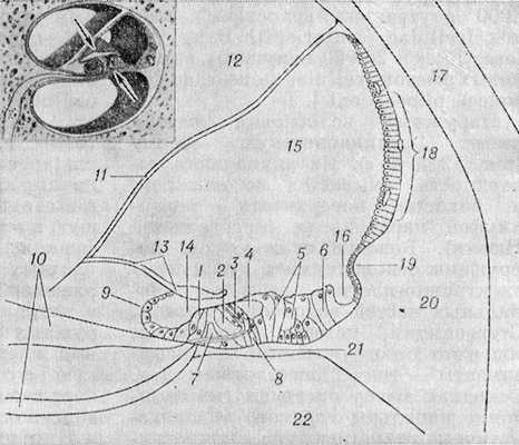 Рис. 1. Схема строения кортиева органа (поперечный срез): 1— внутренние волосковые клетки; 2— паратуннель (пространство Нюэля); 3 — наружные волосковые клетки; 4— наружный туннель; 5— наружные пограничные клетки (клетки Гензена); 6— наружные поддерживающие клетки (клетки Клаудиуса); 7— туннель наружный (кортиев туннель); 8 — наружные фаланговые клетки (клетки Дейтерса); 9— лимб костной спиральной пластинки; 10— костная спиральная пластинка; 11—пред-дверная мембрана (вестибулярная мембрана); 12— лестница преддверия; 13 — покровная мембрана; 14 — внутренняя спиральная борозда; 15 — улитковый канал; 16—наружная спиральная борозда; 17— улитка; 18—сосудистая полоска; 19—спиральный выступ; 20— спиральная связка улитки; 21—базилярная пластинка; 22— барабанная лестница. Слева вверху схема поперечного среза улитки, расположение кортиева органа указано стрелками.