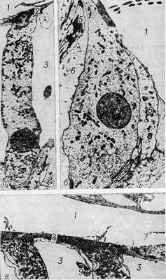 Рис. 2. Электронограммы волосковых клеток кортиева органа: а— наружная волосковая клетка (х 3680); б— внутренняя волосковая клетка (х 4290); в— апикальная область наружных волосковых клеток (X 4320); 1— эндолимфатическое пространство; 2— кутикула; 3— паратуннель (пространство Нюэля); 4— наружная фаланговая клетка (клетка Дейтерса); 5 - клетка-столб; 6— внутренняя опорная клетка; 7— текториальная мембрана; 8 — пластинчатый комплекс (комплекс Гольджи); 9— поперечный срез фаланги наружной фаланговой клетки.