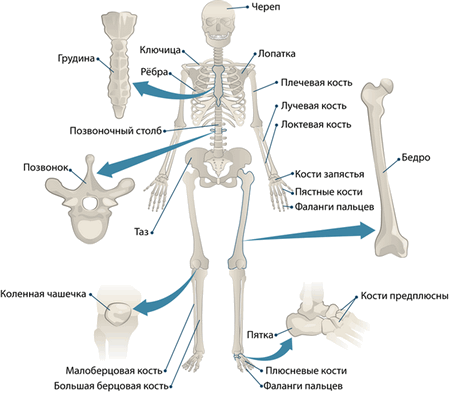 кости_kauli_bones.png