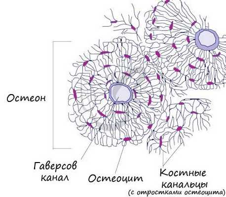 Строение остеона