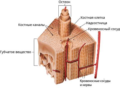кость_kauls_bone.png