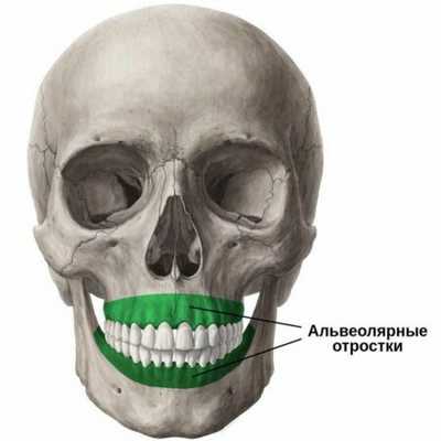 Альвеолярные гребни в стоматологии