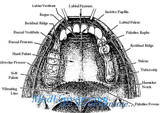 альвеолярные отростки