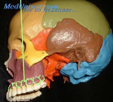 надкостница твердого неба