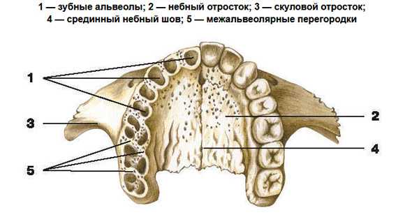Строение альвеолярного отростка