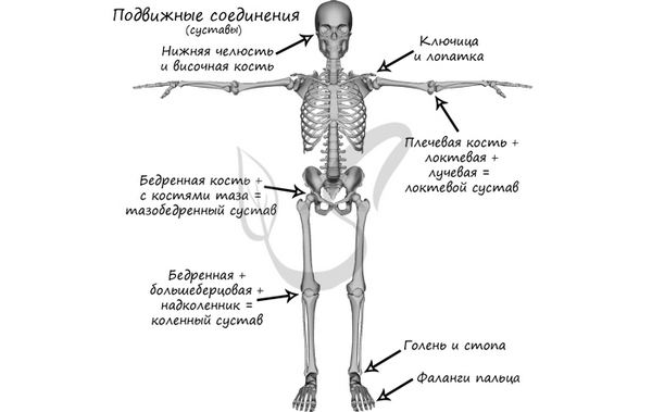 Подвижные соединения костей скелета, суставы в скелете человека