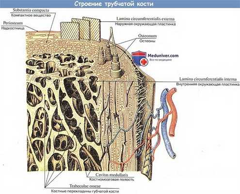Строение трубчатой кости