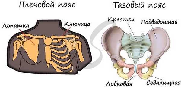 Плечевой и тазовый пояс человека