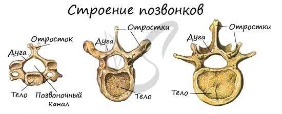 Строение позвонков