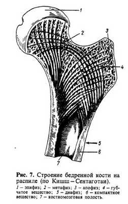 строение кости
