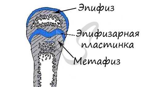 Эпифизарная пластинка, метафиз
