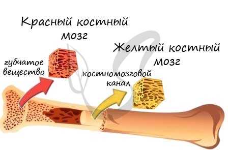 Костный мозг