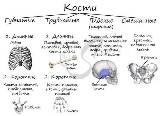 Классификация костей, виды костей