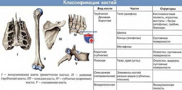 Классификация костей