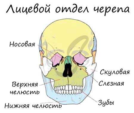 Лицевой отдел черепа