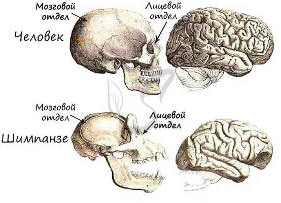 Череп человека и обезьяны