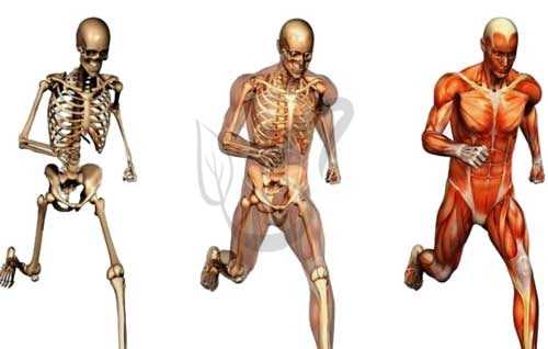 Опорно-двигательный аппарат