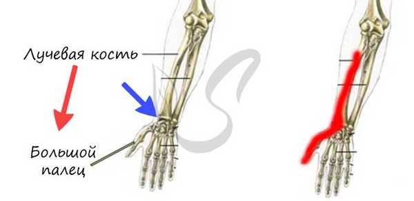 Лучевая кость на рисунке