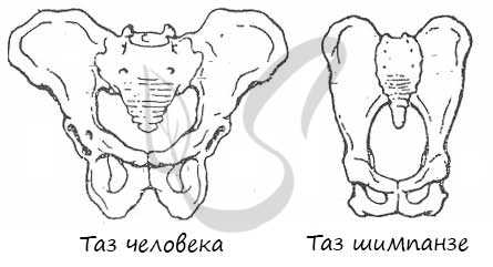 Таз человека и таз шимпанзе