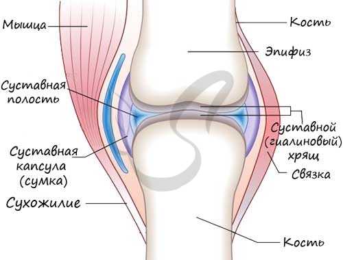 Строение сустава
